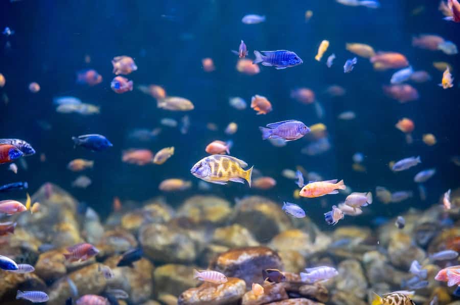 AquaRio and Olympic Boulevard Small Group Tour - AquaRio and Olympic Boulevard in four useful hours