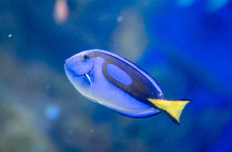 AquaRio and Olympic Boulevard Small Group Tour - The Oceanic Enclosure and the underwater tunnel