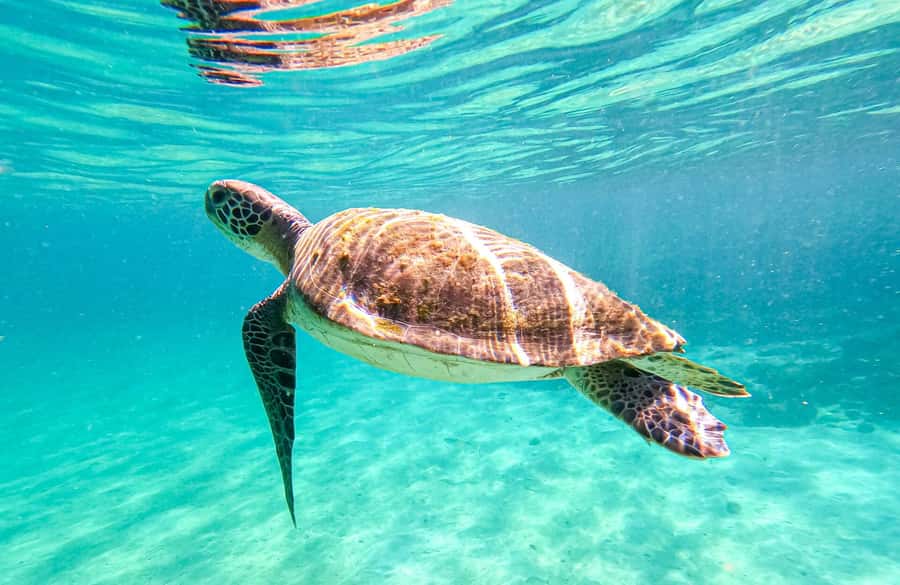 From Rio de Janeiro: Angra dos Reis & Ilha Grande Day Tour - Key points to know before booking