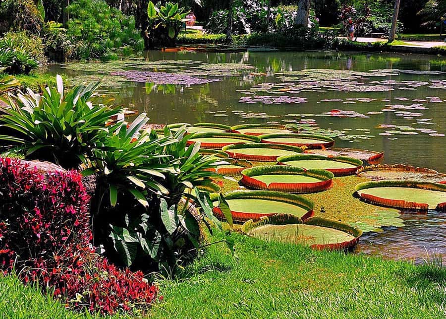 Green Rio: Guided Tour of Botanical Garden and Lage Park - Who should book this Rio garden tour?