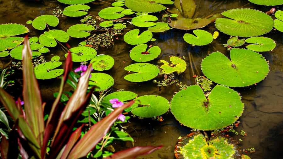 Jeep'n'Green: Rio Botanical Garden & Tijuca Rainforest Tour - The short walk to Cachoeira dos Macacos