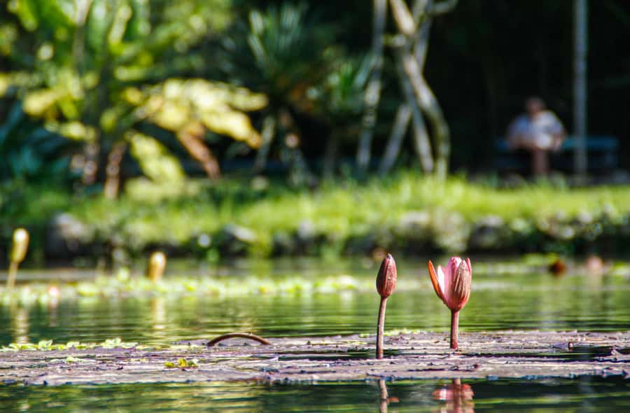 Jeep'n'Green: Rio Botanical Garden & Tijuca Rainforest Tour - Pepino Beach and the final view