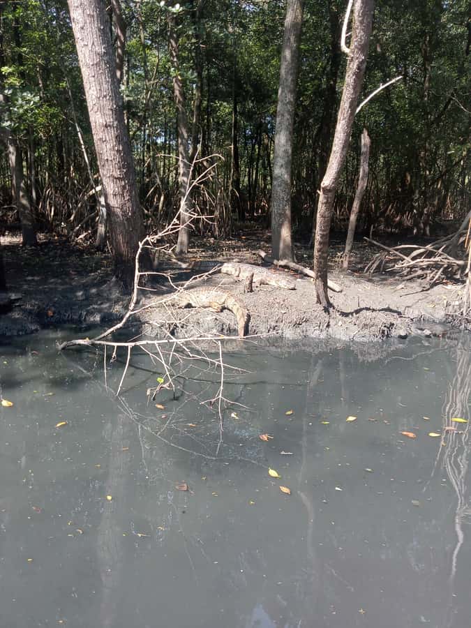 Pantanal of Rio de Janeiro - Gigóia Island and a Slower Rio