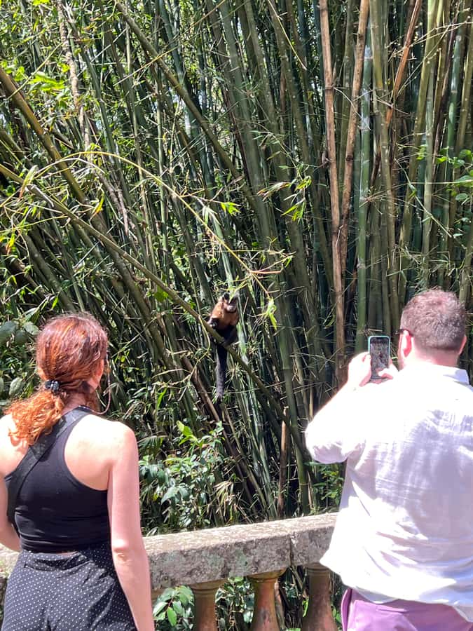 Private Tijuca Forest & Botanical Garden Guided Tour - Why this tour works well in Rio