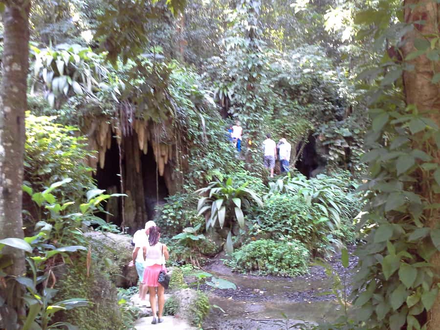 Private Tijuca Forest & Botanical Garden Guided Tour - The Botanical Garden’s palms, orchids, and bromeliads