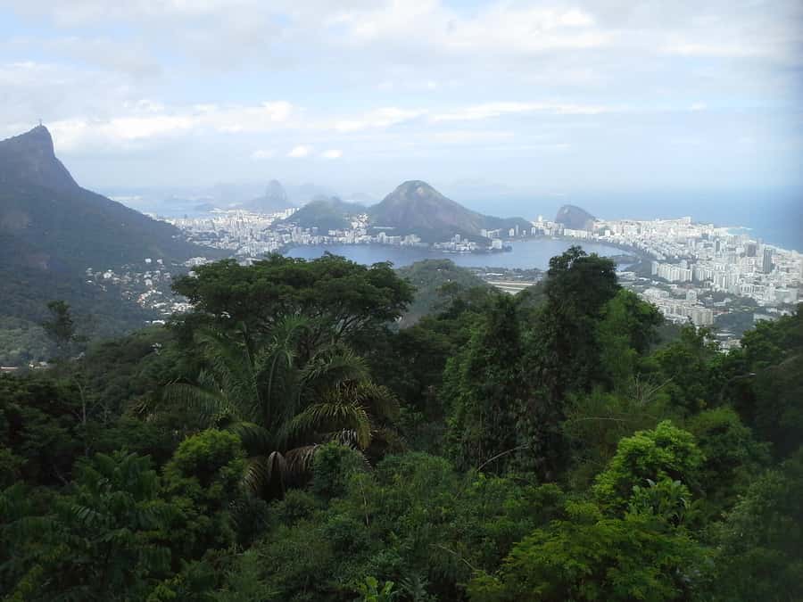 Private Tijuca Forest & Botanical Garden Guided Tour - Cost, timing, and what to bring
