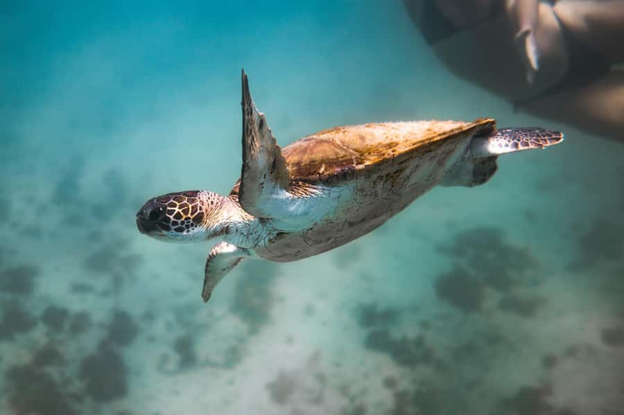 Rio: Best Dive Experience All Inclusive Scuba Diving Package - Three hours around Arraial do Cabo