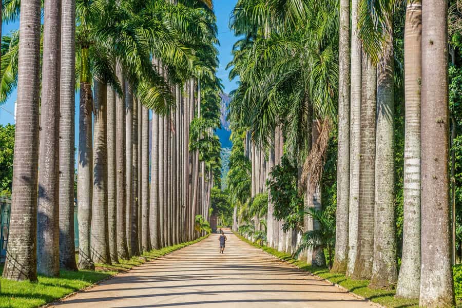 Rio: Botanical Garden, Tijuca Forest, and Parque Lage Tour - What to Bring and How to Prepare