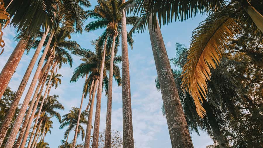 Rio de Janeiro: 4-Hour Botanical Garden & Tijuca Forest Tour - Why this four-hour nature tour works in Rio