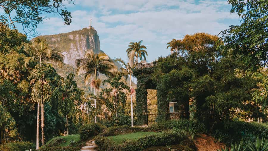 Rio de Janeiro: 4-Hour Botanical Garden & Tijuca Forest Tour - Starting among Brazilwood and imperial palms