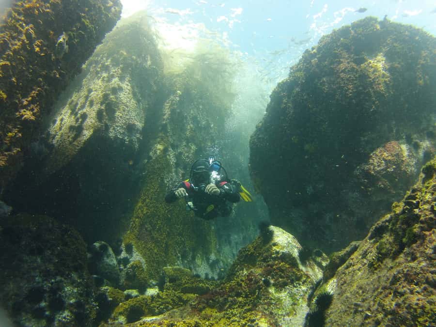 Rio de Janeiro: Arraial do Cabo Scuba Diving Day Trip - Marine life in clear Atlantic water