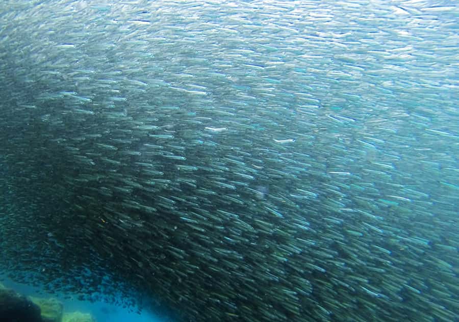 Rio de Janeiro: Arraial do Cabo Scuba Diving Day Trip - Is $255 good value?
