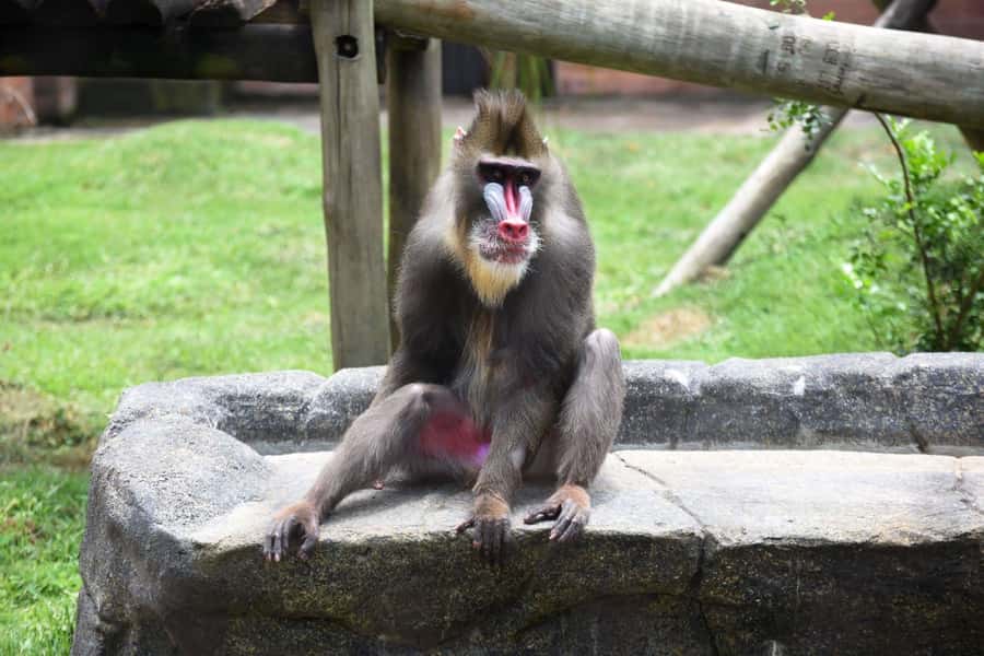 Rio de Janeiro: BioParque Guided Tour with Transfer - Key points at a glance