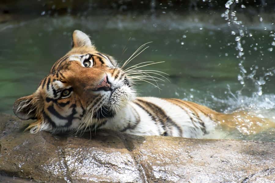 Rio de Janeiro: BioParque Guided Tour with Transfer - What BioParque is trying to do differently