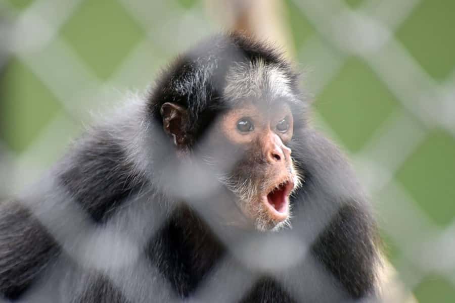 Rio de Janeiro: BioParque Guided Tour with Transfer - Why the guide matters here