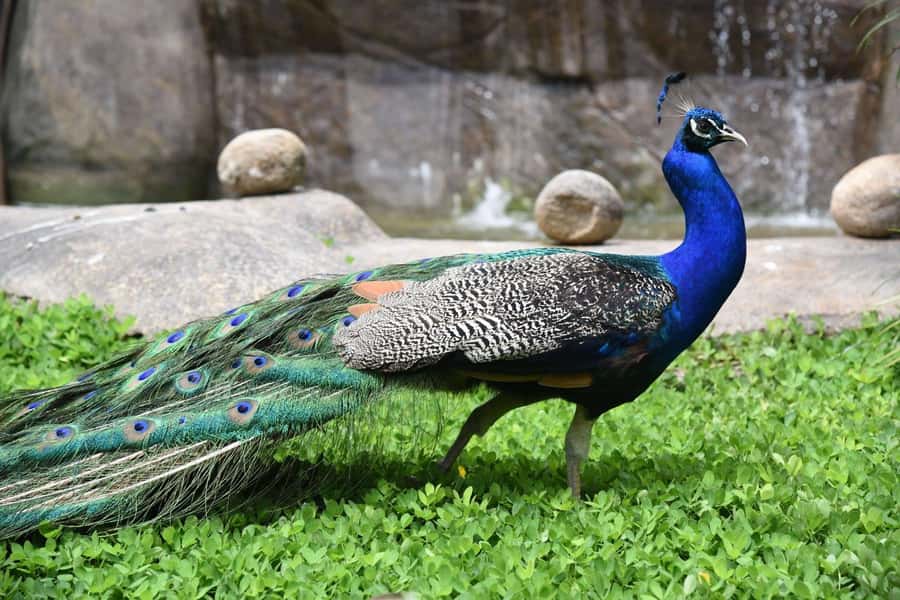 Rio de Janeiro: BioParque Guided Tour with Transfer - Animal welfare and conservation in plain terms