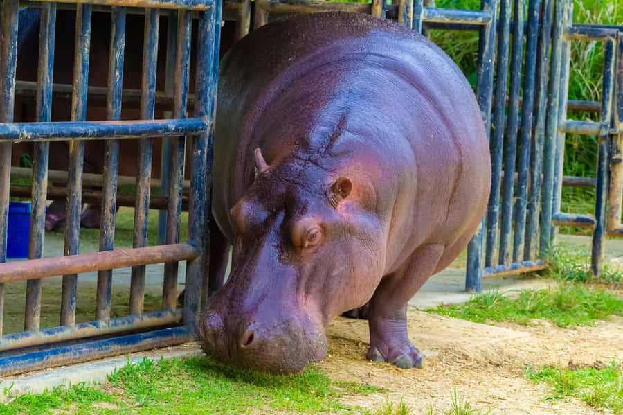Rio de Janeiro: BioParque Guided Tour with Transfer - Comfort, sun, and mobility details
