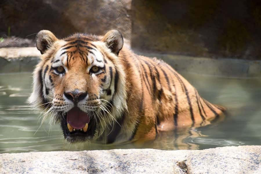 Rio de Janeiro: BioParque Guided Tour with Transfer - Who will enjoy this BioParque outing most