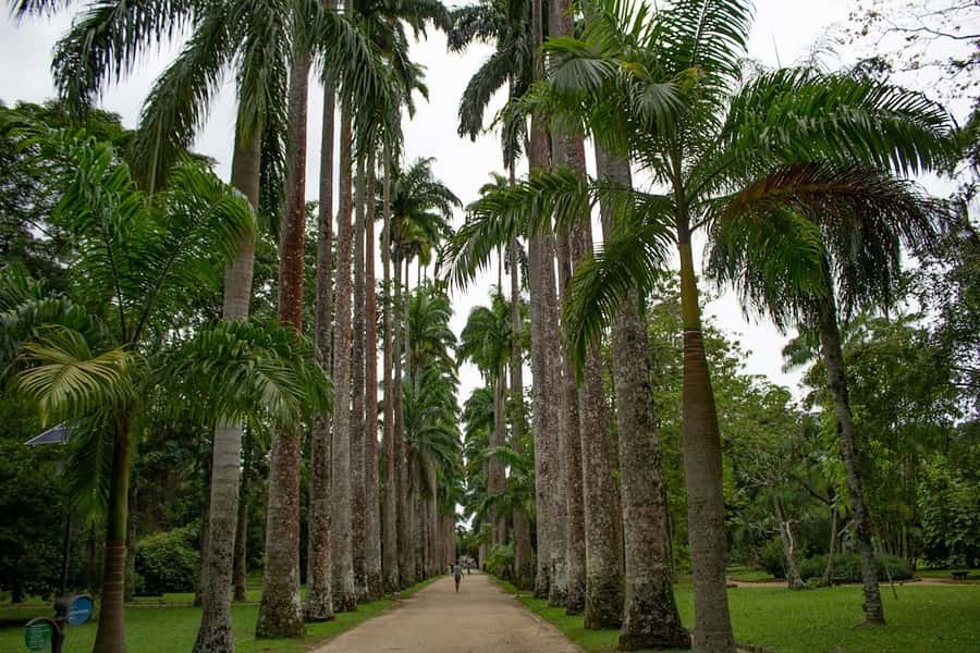 Rio de Janeiro: Botanical Garden & Tijuca Forest Guided Tour - Should you book it?