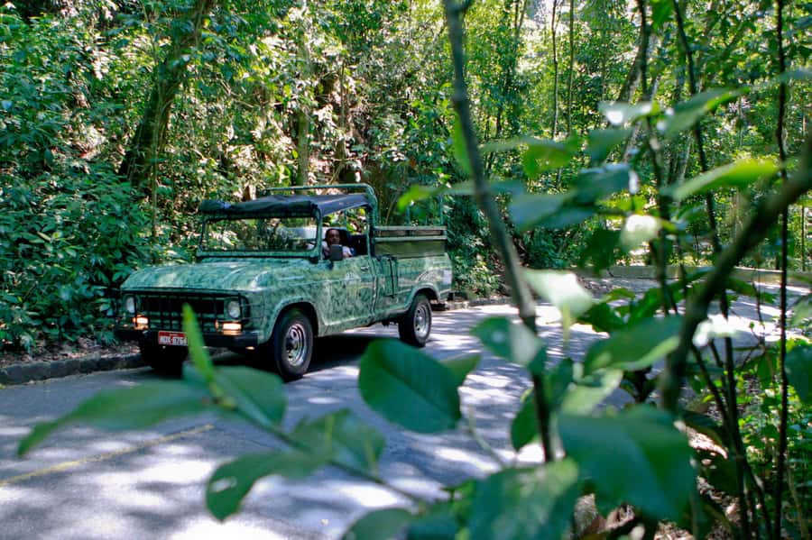 Rio de Janeiro: Botanical Garden & Tijuca Forest Guided Tour - What the short trails are really like