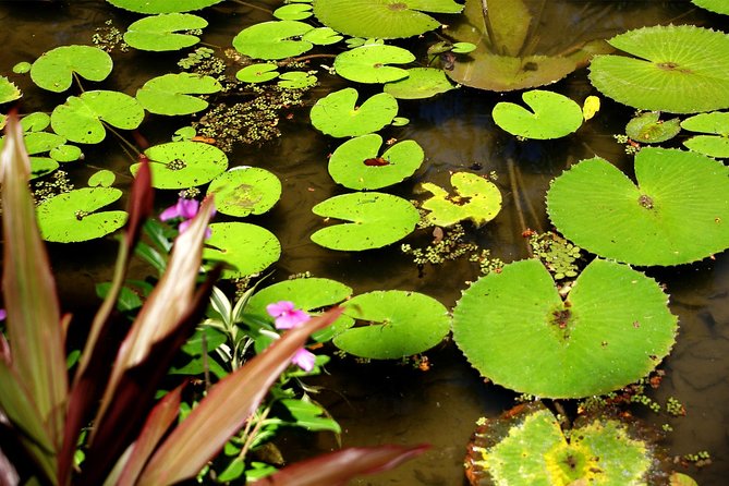 Rio de Janeiro Botanical Garden Tour - Free time for the museum, library, or your own route