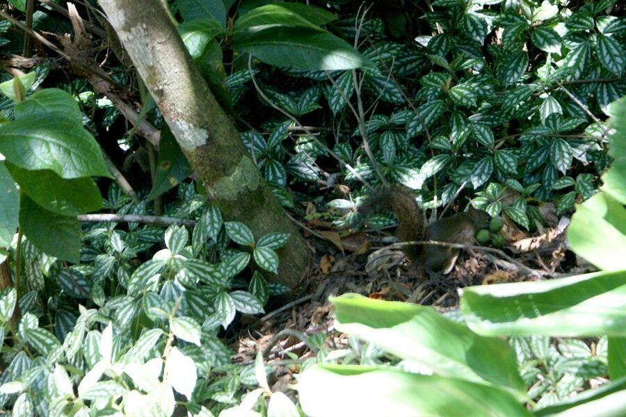 Rio de Janeiro: Guided Jeep Tour through Tijuca Rainforest - Vista Chinesa and the best city views