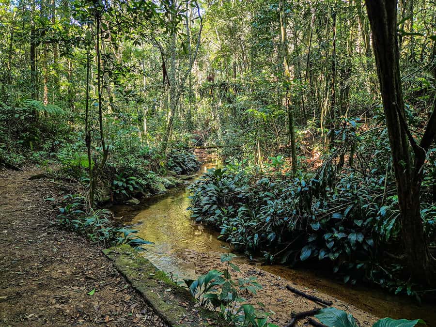 Rio de Janeiro: Guided Jeep Tour through Tijuca Rainforest - What the one-hour forest walk is really like