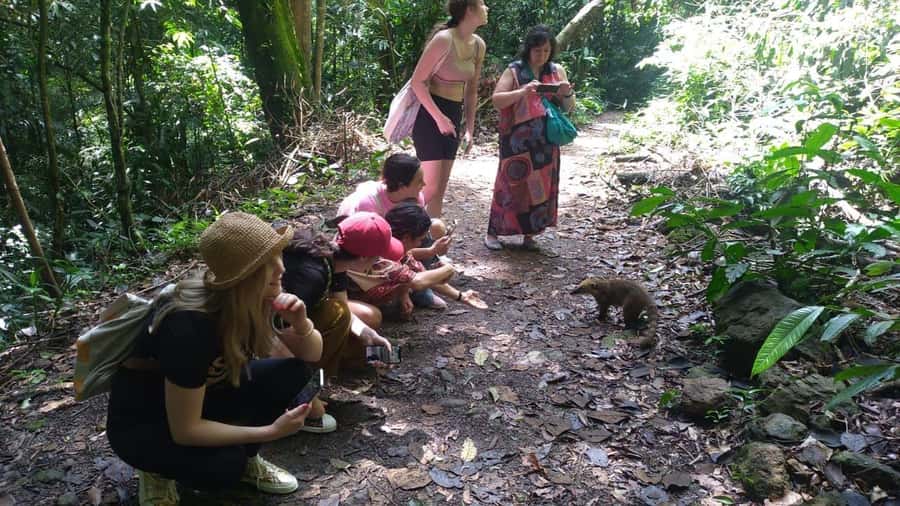 Rio de Janeiro: Jeep Tour in the Tijuca Forest - Alto da Boa Vista and the forest roads