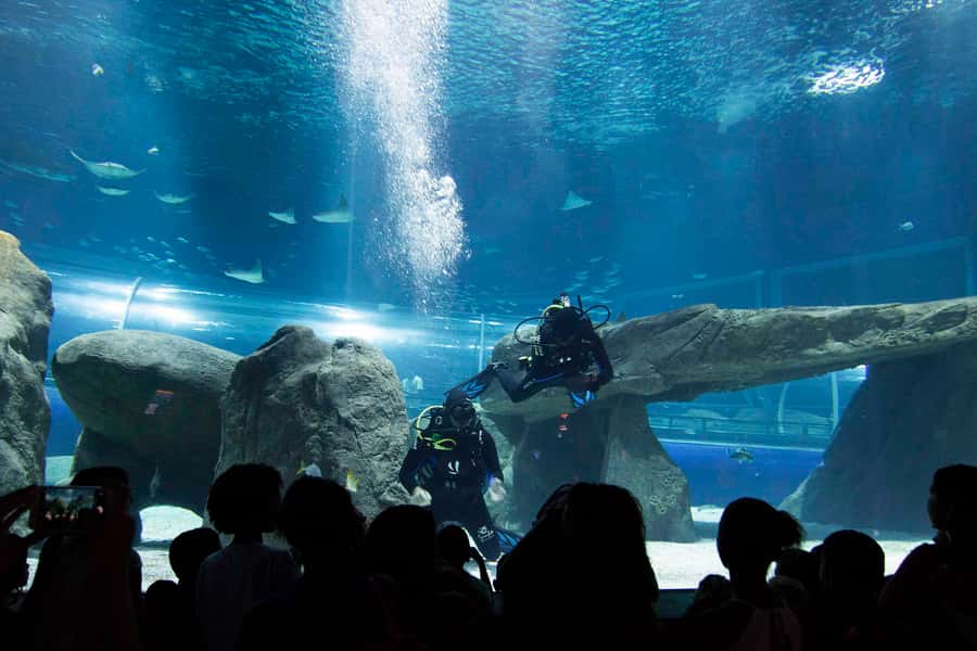 Rio de Janeiro: Marine Aquarium Entry Tickets - Why the Aquarium Works on a Rainy Rio Day