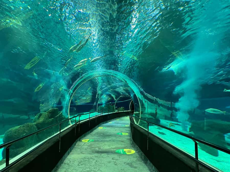 Rio de Janeiro: Marine Aquarium Entry Tickets - Walking Olympic Boulevard After Your Visit