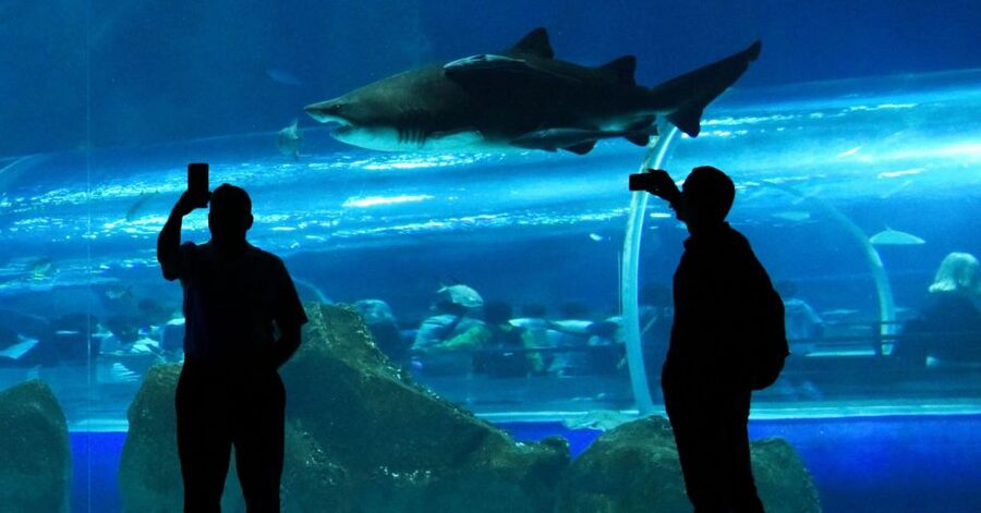 Rio de Janeiro: Marine Aquarium Entry Tickets - Ticket Delivery Needs Attention