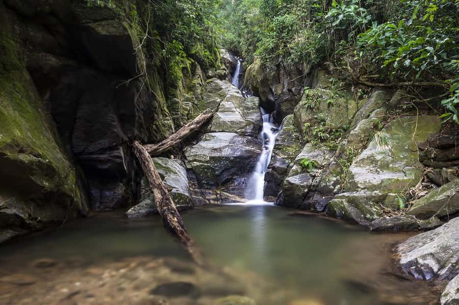 Rio de Janeiro: Tijuca National Park & Botanic Garden Tour - Rio’s rainforest begins surprisingly close to the city