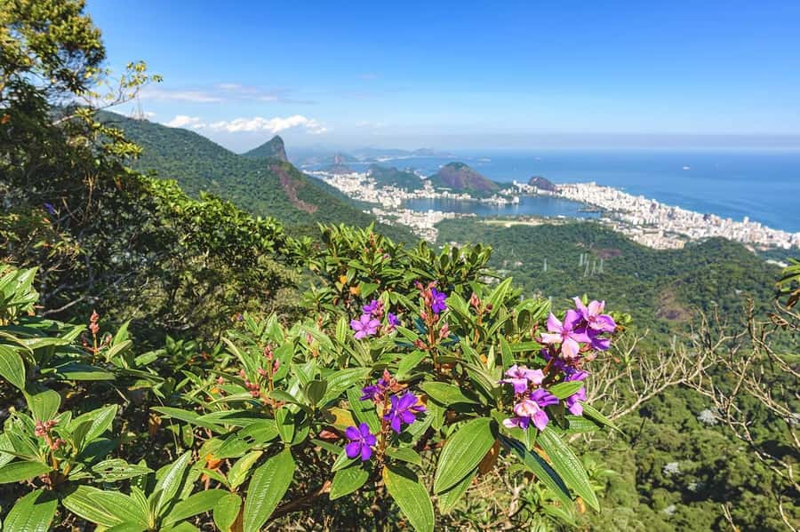 Rio de Janeiro: Tijuca National Park & Botanic Garden Tour - Vista Chinesa is the scenic high point