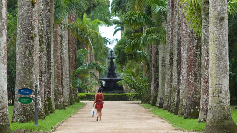 Rio de Janeiro: Tijuca National Park & Botanic Garden Tour - Four hours gives you a useful sample, not a full day