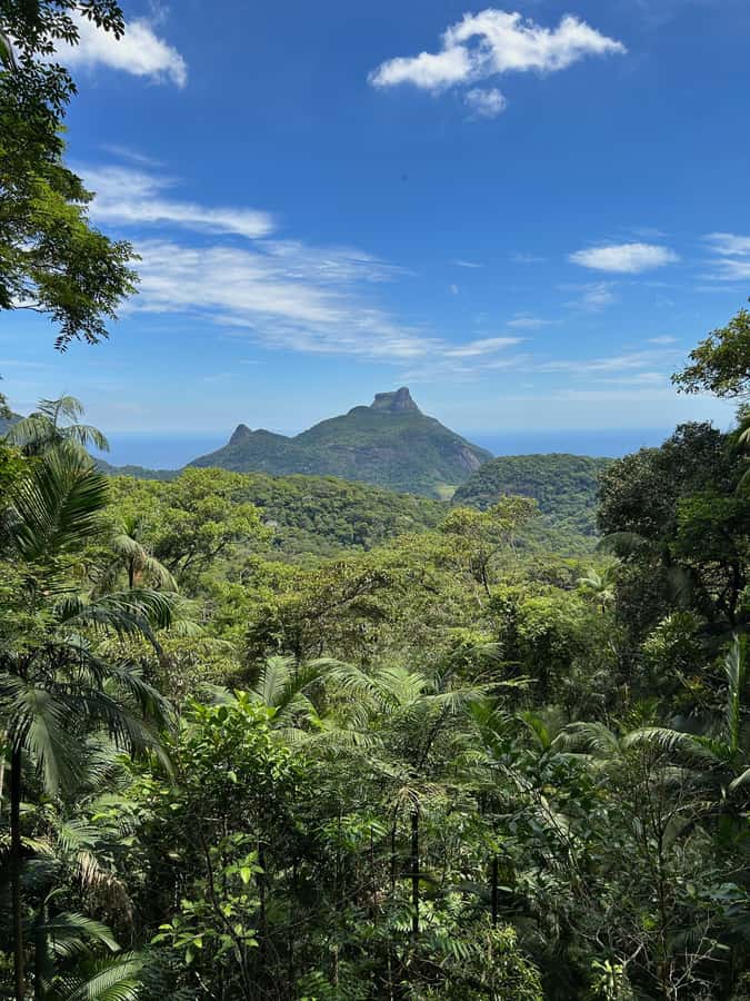 Rio de Janeiro: Tijuca National Park Tour - Key points to know before booking