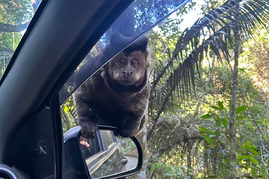 Rio de Janeiro: Tijuca National Park Tour - Why Tijuca is worth half a morning