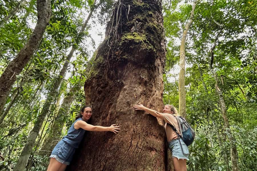 Rio de Janeiro: Tijuca National Park Tour - The first viewpoint: Rio from a forest edge