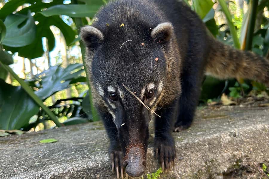 Rio de Janeiro: Tijuca National Park Tour - Guides who shape the experience