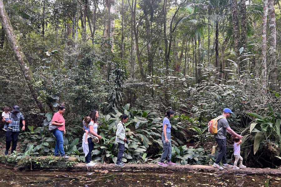 Rio de Janeiro: Tijuca National Park Tour - 7:30 AM pickup and the ride into the forest
