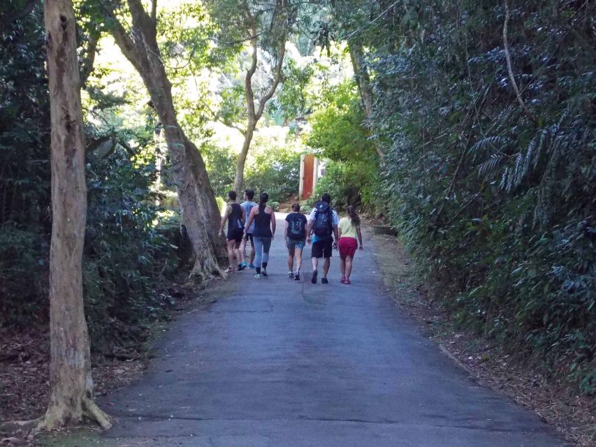 Rio de Janeiro: Tijuca Peak Guided Hike - Small groups, private outings, and the price