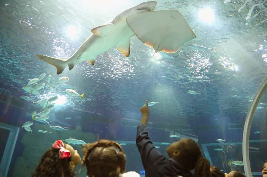 Rio: Olympic Boulevard, AquaRio and Museum of Tomorrow Tour - AquaRio’s 28 Saltwater Tanks