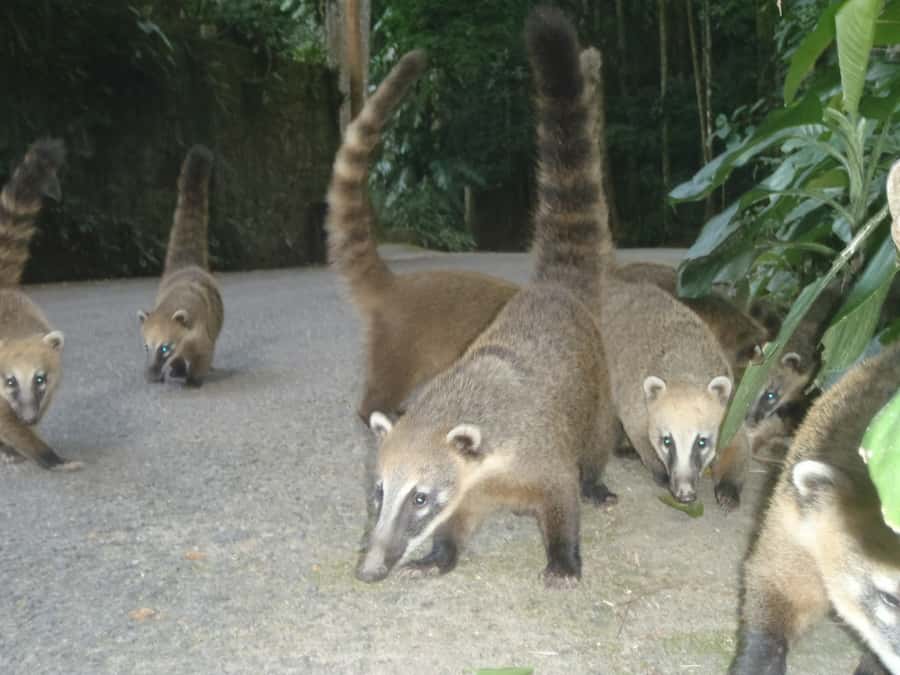 Rio: Private Tour 5 Hours Customized Tour With a Local Guide - Botanical Garden, beaches, and a slower pace