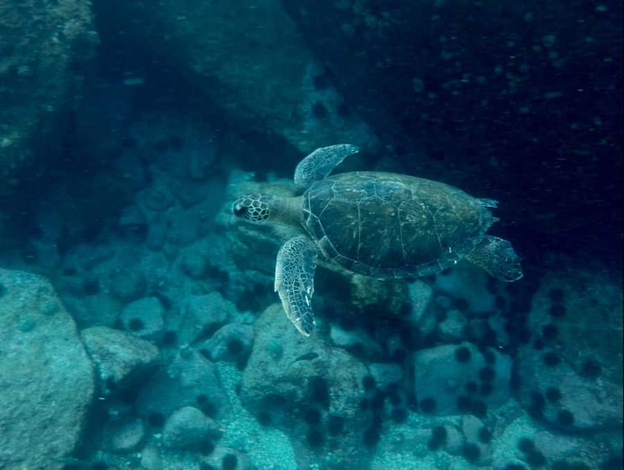 Rio: Snorkel & Swim with Turtles Tour at Tijuca Islands - Returning by boat with Rio’s mountains behind you
