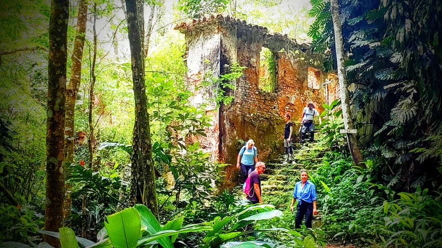 Rio: Tijuca Forest Small Group Hike to Caves and Waterfalls - Cascatinha Taunay begins the forest story