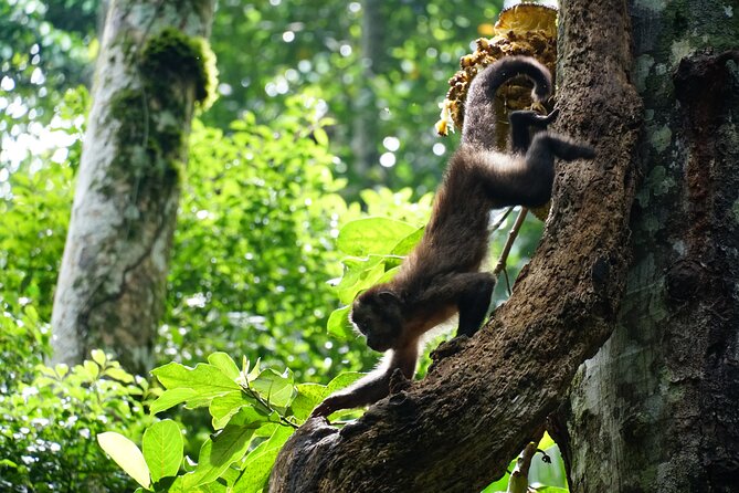 Tijuca Forest Hike - Waterfalls & Caves, Nature & Wild Life! - Cristalina, Baronesa, and Gabriela Falls