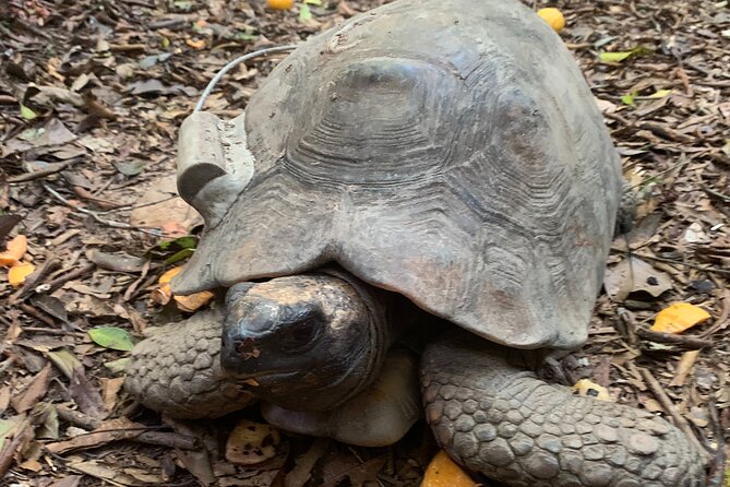 Tijuca Forest Hike - Waterfalls & Caves, Nature & Wild Life! - How difficult is the 5.5-mile route?