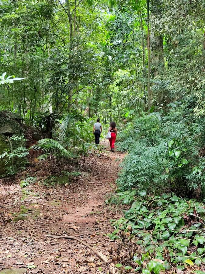 Tijuca Forest´s hike: caves, waterfalls and great views - Why Tijuca Forest makes a strong half-day outing
