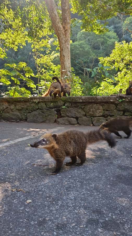 Tijuca Rain Forest - Adventure through Waterfalls & Caves - What the guide adds to the forest experience